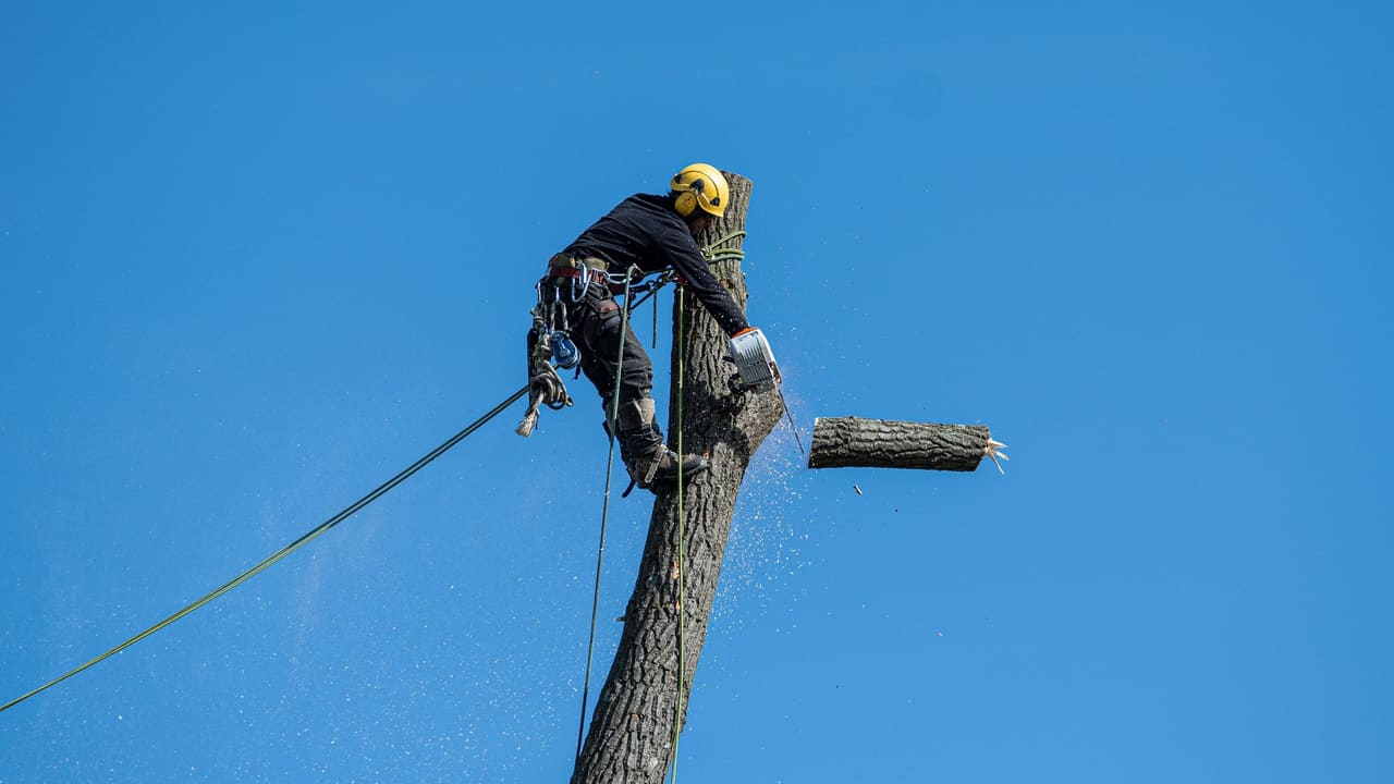Tree Removal — Tree Services & Landscaping, Holland MI