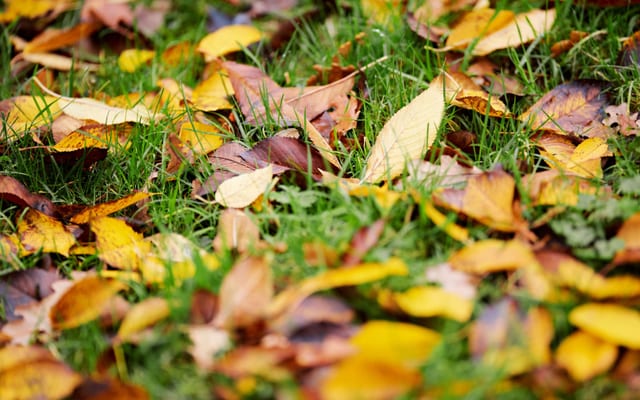 A West Michigan Yard Calendar, Month by Month