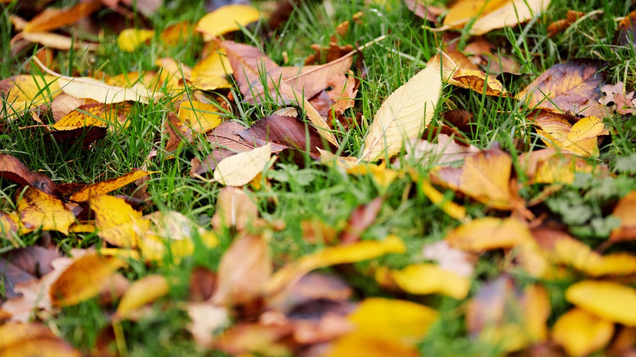 A West Michigan Yard Calendar, Month by Month