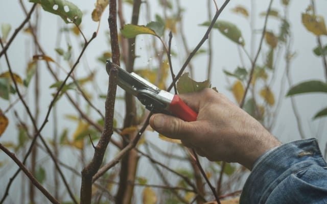Trim It or Take It Down? How We Decide