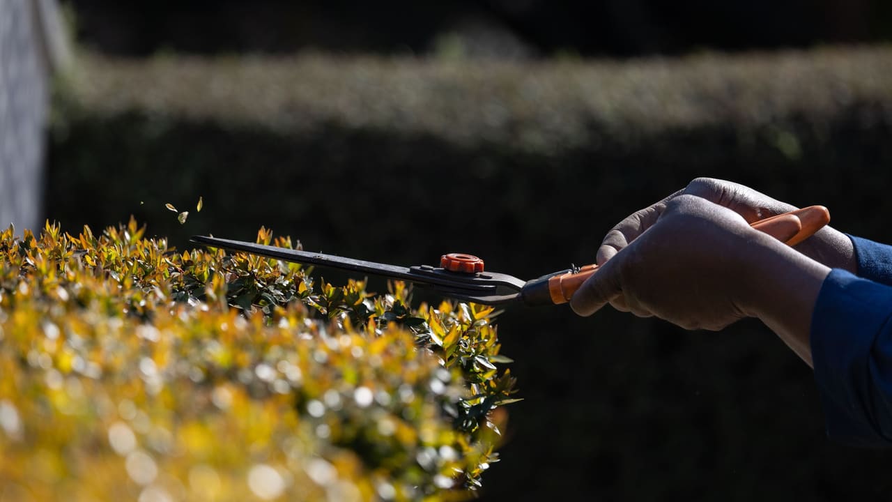 Tree & Shrub Care — Tree Services & Landscaping, Holland MI