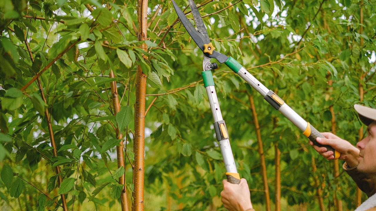 Tree Trimming & Pruning — Tree Services & Landscaping, Holland MI