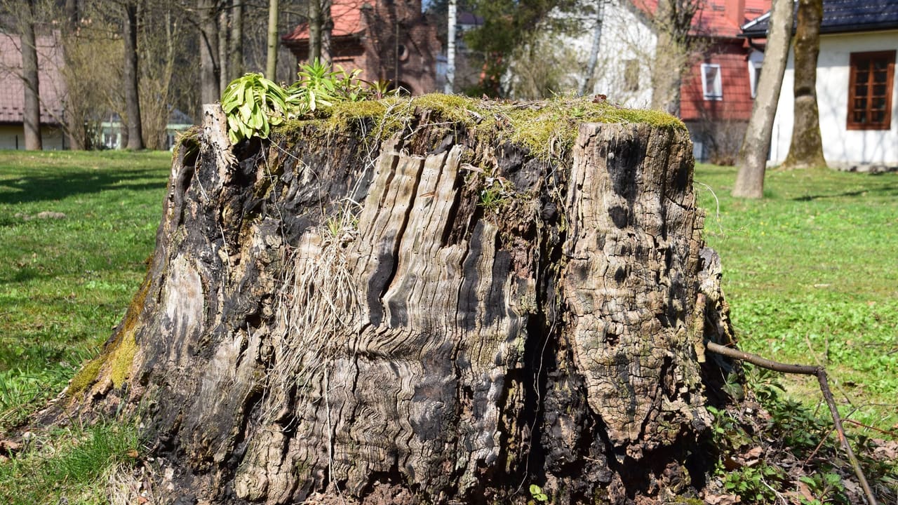 Stump Removal — Tree Services & Landscaping, Holland MI